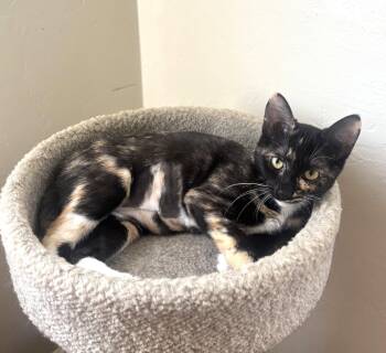 Thelma (bonded with Claudia) -  Domestic Short Hair and Tortoiseshell Cat for Adoption in Oakland, California - Thelma (bonded With Claudia) | PetCurious