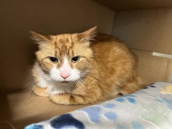 Domestic Short Hair Cats Available for Adoption in Stratham, New Hampshire - Boulder | PetCurious
