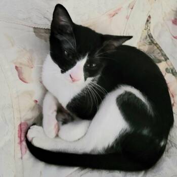 Tux -  Domestic Short Hair Cat for Adoption in Bedford, New Hampshire - Tux | PetCurious