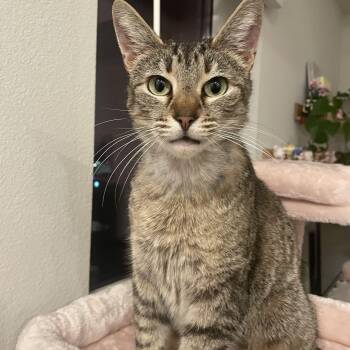 Tabby and Domestic Short Hair Cats Available for Adoption - Maple (confident / Affectionate / Friendly) | PetCurious
