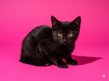FRED WEASLEY -  Domestic Short Hair Cat for Adoption in Jacksonville, Florida - FRED WEASLEY | PetCurious