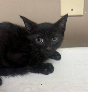 APPLE SAUCE -  Domestic Short Hair Cat for Adoption in Conroe, Texas - APPLE SAUCE | PetCurious