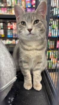 Rescue Domestic Short Hair Cats for Adoption in Fredericton, New Brunswick - Minnie | PetCurious