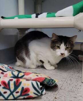 Eros -  Domestic Medium Hair and Domestic Short Hair Cat for Adoption in Elmira, New York - Eros | PetCurious