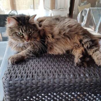 Little Kitty -  Domestic Long Hair Cat for Adoption in Drasco, Arkansas - Little Kitty | PetCurious