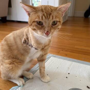 Captain Hook -  Domestic Short Hair Cat for Adoption in Evanston, Illinois - Captain Hook | PetCurious