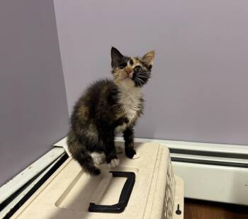 Fuzz -  Calico Cat for Adoption in Clifton, New Jersey - Fuzz | PetCurious