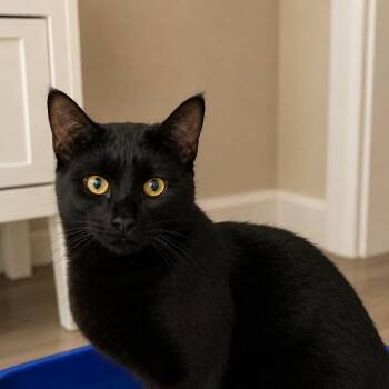 Domestic Short Hair Cats Available for Adoption in Hopkinton, Massachusetts - Don Julio | PetCurious