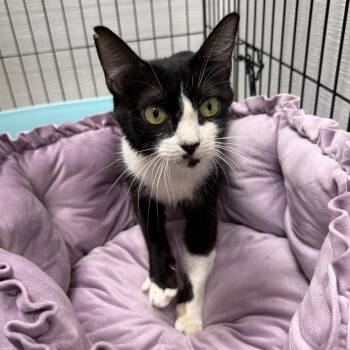 Pandora (Panda) -  Domestic Short Hair Cat for Adoption in Charlotte, North Carolina - Pandora (Panda) | PetCurious