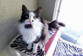 Pedro -  Domestic Long Hair Cat for Adoption in Boise, Idaho - Pedro | PetCurious