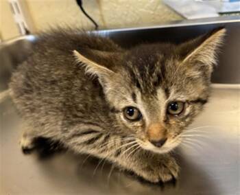 Domestic Short Hair Cats Available for Adoption in Fort Myers, Florida - BENNY | PetCurious
