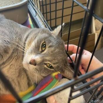 Willow 2 -  Domestic Short Hair Cat for Adoption in Attleboro, Massachusetts - Willow 2 | PetCurious