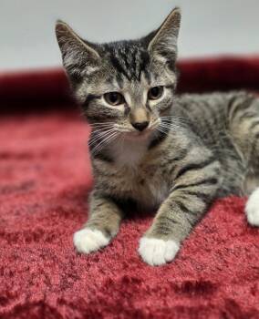Rescue Domestic Short Hair Cats for Adoption in Huntington, Indiana - Fenno | PetCurious