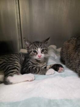 Drew -  Domestic Short Hair Cat for Adoption in Meriden, Connecticut - Drew | PetCurious