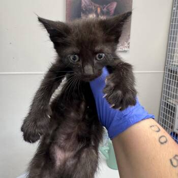 Sharky -  Domestic Short Hair Cat Available for Adoption in Columbiana, Alabama - Sharky | PetCurious