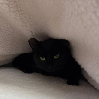 Eagle Peak -  Domestic Short Hair Cat for Adoption in Middlebury, Vermont - Eagle Peak | PetCurious