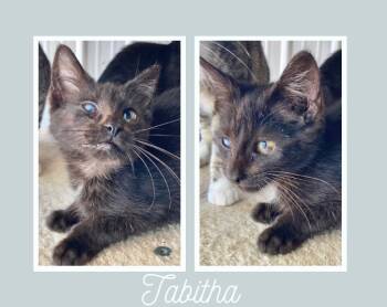 Rescue Domestic Short Hair Cats for Adoption in Pierceton, Indiana - Tabitha-SR1 | PetCurious