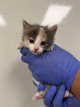 Domestic Short Hair Cats Available for Adoption in Ontario, California - PENELOPE - ADOPTION PENDING | PetCurious