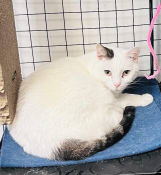 Domestic Short Hair Cats Available for Adoption in Council Bluffs, Iowa - Tessie  | PetCurious