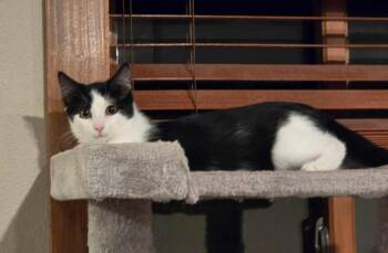 Rescue Domestic Short Hair Cats for Adoption in Sioux Falls, South Dakota - Oreo | PetCurious