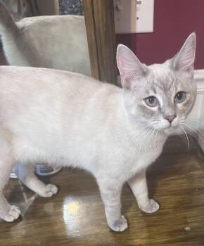 Siamese Cats Available for Adoption in Columbia, South Carolina - Ivy | PetCurious