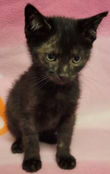 Rescue Domestic Short Hair Cats for Adoption in Eugene, Oregon - Scone | PetCurious