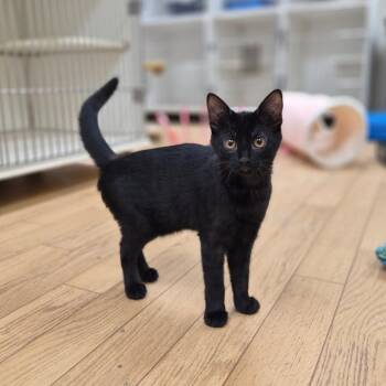 Ravioli -  Domestic Short Hair Cat for Adoption in Woodstock, Illinois - Ravioli | PetCurious