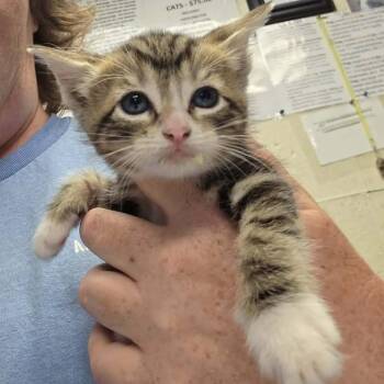 Pixel Zelda -  Domestic Short Hair Cat for Adoption in Madison, Wisconsin - Pixel Zelda | PetCurious