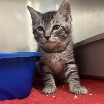 Gavin -  Domestic Short Hair Cat for Adoption in Walnut Creek, California - Gavin | PetCurious
