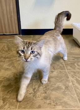 Domestic Long Hair and Siamese Cats Available for Adoption in Fargo, North Dakota - Stormy | PetCurious