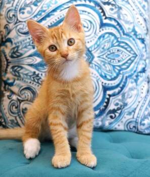 Philly & Genny- Celebrity Kittens -  Domestic Short Hair Cat for Adoption in Rocklin, California - Philly & Genny- Celebrity Kittens | PetCurious