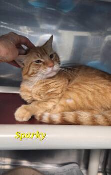 Sparky -  Tabby Cat Available for Adoption in Stanton, Kentucky - Sparky | PetCurious