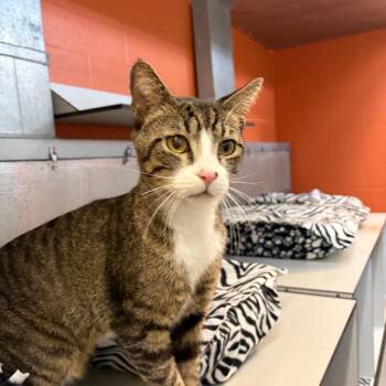 Domestic Short Hair Cats Available for Adoption in Sarasota, Florida - Rufus | PetCurious