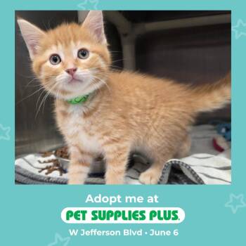 Duckie -  Domestic Short Hair Cat for Adoption in Fort Wayne, Indiana - Duckie | PetCurious