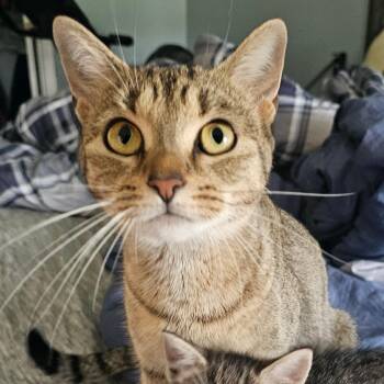 Judkins -  Domestic Short Hair Cat for Adoption in Hedgesville, West Virginia - Judkins | PetCurious