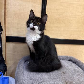 Lukee -  Maine Coon and Domestic Medium Hair Cat for Adoption in Fresno, California - Lukee | PetCurious