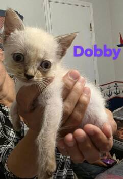 Dobby -  Siamese Cat for Adoption in New Braunfels, Texas - Dobby | PetCurious