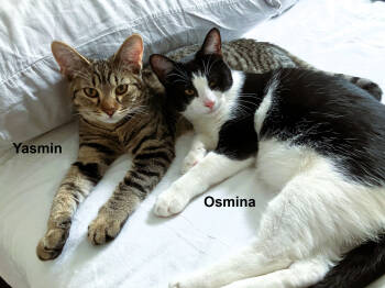 Rescue Domestic Short Hair Cats for Adoption in San Jose, California - Osmina And Yasmin (Courtesy Post) | PetCurious