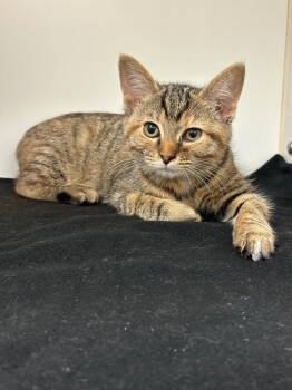 Lacy (Hwy81S) -  Domestic Short Hair Cat for Adoption in Johnson City, Tennessee - Lacy (Hwy81S) | PetCurious