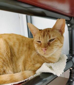 Rescue Domestic Short Hair Cats for Adoption in Corpus Christi, Texas - Giacomino | PetCurious