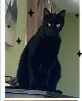 Starbright BR14136-T -  Domestic Short Hair Cat for Adoption in Missouri City, Texas - Starbright BR14136-T | PetCurious