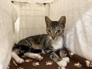 MAHI -  Domestic Short Hair Cat for Adoption in Winter Haven, Florida - MAHI | PetCurious