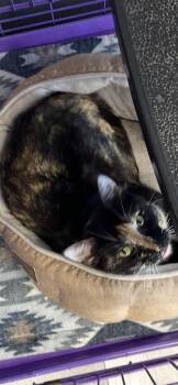 Vivian -  Calico and Domestic Short Hair Cat for Adoption in Georgetown, Kentucky - Vivian | PetCurious