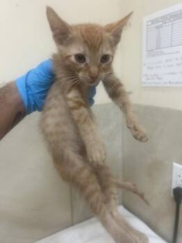 Rescue Domestic Short Hair Cats for Adoption in Honolulu, Hawaii - 59781042 | PetCurious