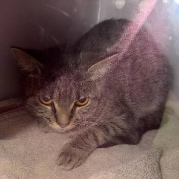 Avalon -  Domestic Short Hair Cat for Adoption in Bristol, Indiana - Avalon | PetCurious