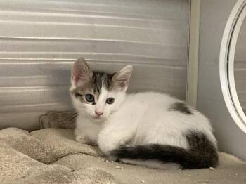 CURT -  Domestic Medium Hair Cat for Adoption in Tustin, California - CURT | PetCurious