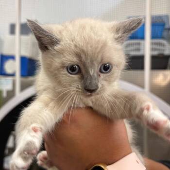 Cucumber -  Domestic Short Hair Cat for Adoption in Morgan Hill, California - Cucumber | PetCurious