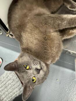 Domestic Short Hair Cats Available for Adoption in Hilton Head Island, South Carolina - Viscount | PetCurious