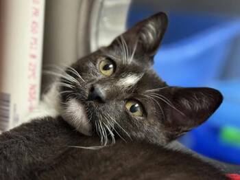 Obsidian -  Domestic Short Hair Cat for Adoption in Portland, Oregon - Obsidian | PetCurious