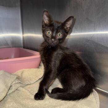 Violet (COH-A-67343) -  Domestic Medium Hair Cat for Adoption in Volcano, Hawaii - Violet (COH-A-67343) | PetCurious